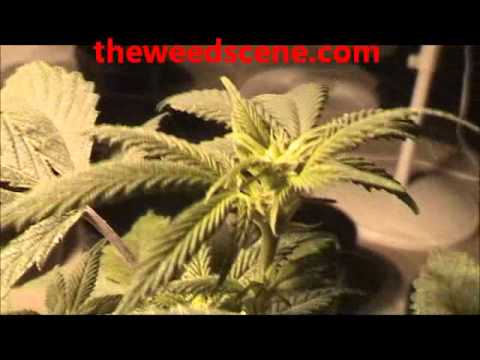 Step by Step marijuana grow flowering(week 2) theweedscene.com