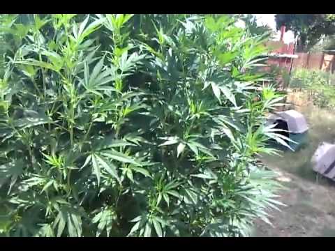 outdoor marijuana medical grow update #9 FLOWER TIME