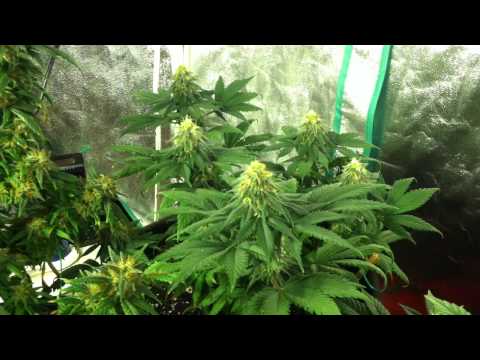 The Pro-Grow 400 LED Grow - The Bloom pt. 5