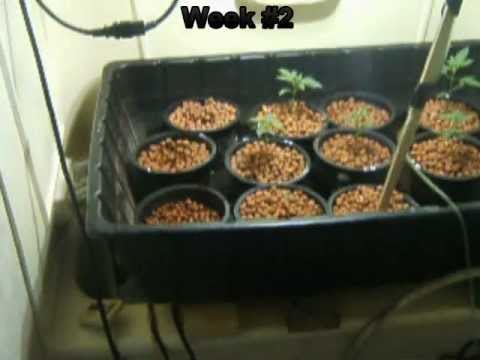 Grow marijuana setup and video log Hydro 1000 hps how to Part 2/11