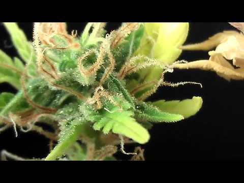 Grow Video update week 6/7 Marijuana under cfls