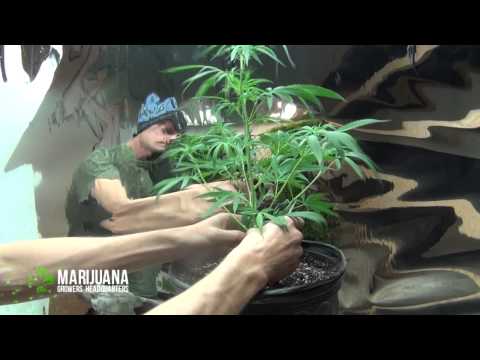 Pruning for Bigger Buds: Marijuana Growing Tips