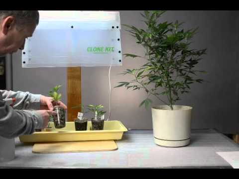 Cloning Cannabis Video Tutorial - Part 4 Growing Cuttings in the Clone Kit