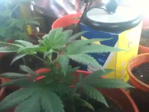 Growing Marijuana Indoors WEEK 5