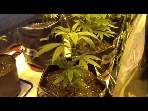 Growing Medicinal Marijuana 1