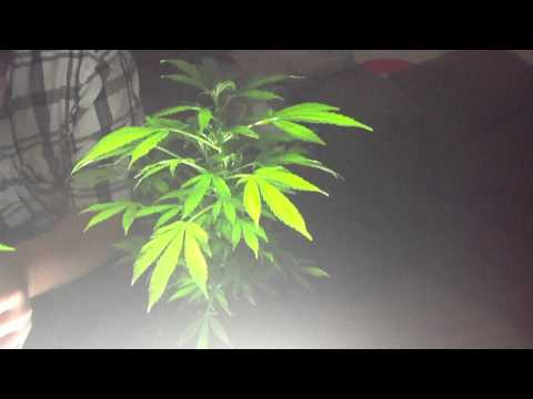 Growing Medical Marijuana 2