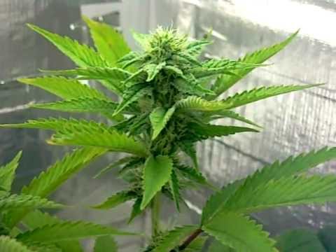 Growing Marijuana 4 weeks into Flower OG Kush, Sour Diese, Casey Jones, CFL grow