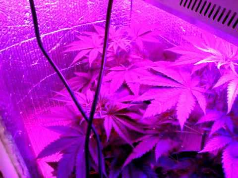 LED grow lights,Marijuana with out High pressure sodium