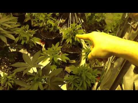 Growing Medical Marijuana 3
