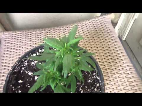 Growing Medical Marijuana 4