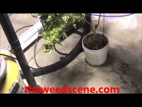 Harvesting a 4 ounce marijuana plant - Theweedscene.com