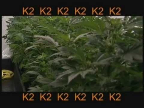 Marijuana - Top quality home growing how to grow weed (full video)