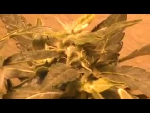 growing marijuana vegg/breeding/flower update