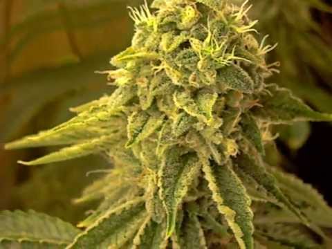 Growing Marijuana 8 Weeks into Flower OG Kush Sour Diesel CFL Grow