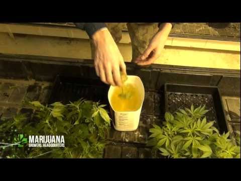 Foliar Dipping of Marijuana Clones: Marijuana Growing Tips