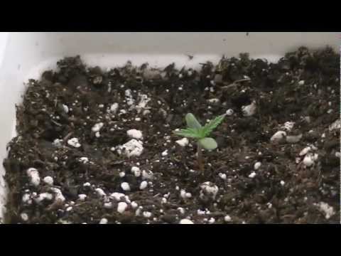 Medical Marijuana grow day 4 week 1 (what grow420guide is about)