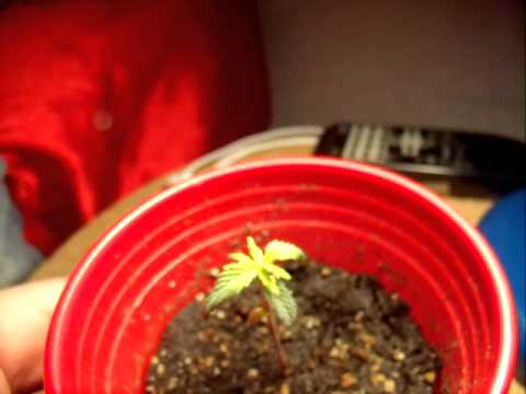 Week 2: Marijuana Growing