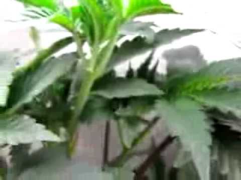 Growing Marijuana 8 1/2 weeks into Flower OG Kush, Sour Diesel CFL Grow