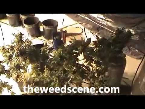 Growing Small vs Large marijuana plants. Theweedscene.com.mp4