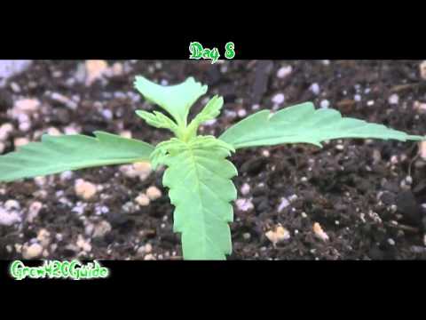 Medical Marijuana grow day 4-8 week 2
