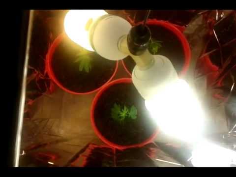 marijuana grow set up any suggestions?