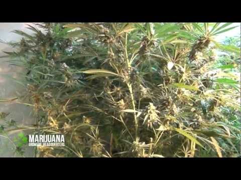 Indoor Harvest with Powdery Mildew: Marijuana Growing Tips