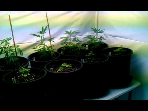 Indoor marijuana grow
