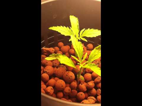 Hydroponic marijuana growing pt 2