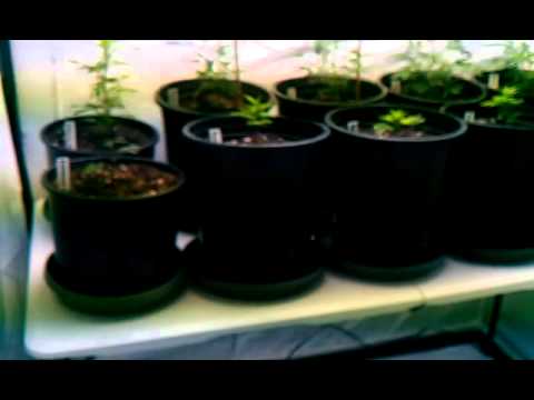 Indoor marijuana grow 2