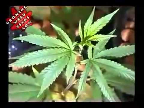 how to harvest weed plant growing marijuana seedlings growing kush