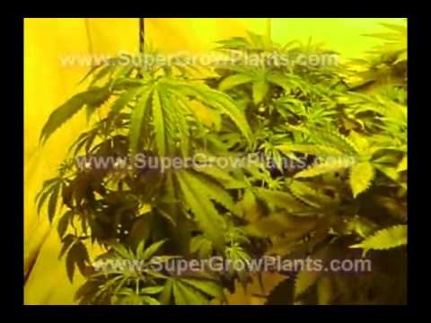 How to grow Marijuana/Weed 600 Watt HPS Grow Flower Week 1