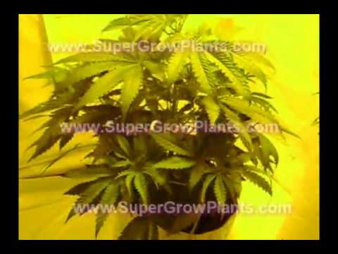 How to grow Marijuana/Weed AMS in Flower MUST See!!