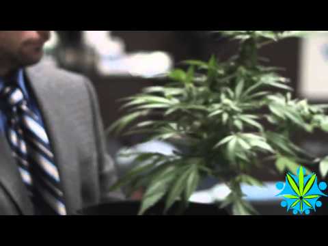 Marijuana Horticulture 1 -- Beginner's Guide to Growing Cannabis No.1 in the World