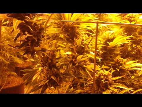 6000 Watt Medical Marijuana Bud Room HD