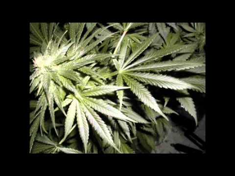 Cannabis Conversations 1 (Part 2)