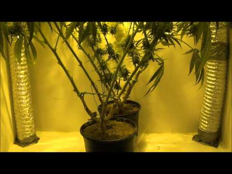 How I Grow Weed - Nutrients - PH - Rockwool - Growing Marijuana Indoors 2012