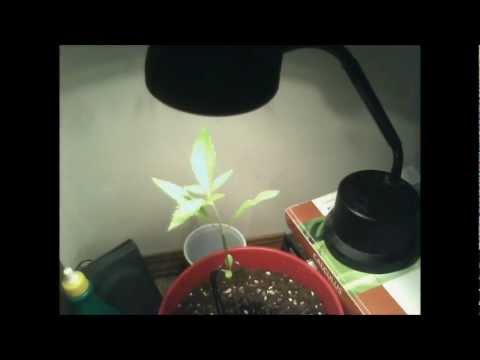 2 hour time lapse of marijuana growing