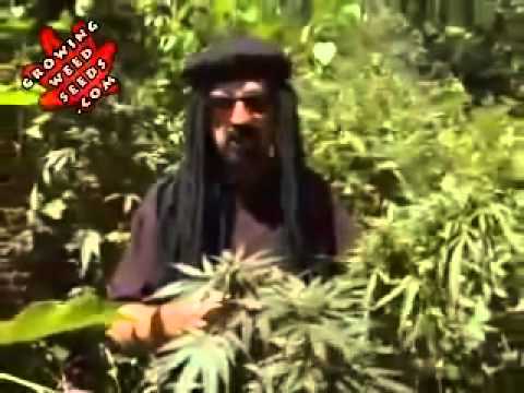 budding weed plants growing marijuana outdoors for beginners indica plant 2012