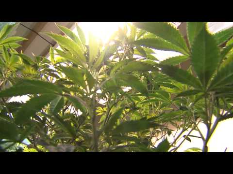 The Largest Marijuana Growing Operation You've Ever Seen