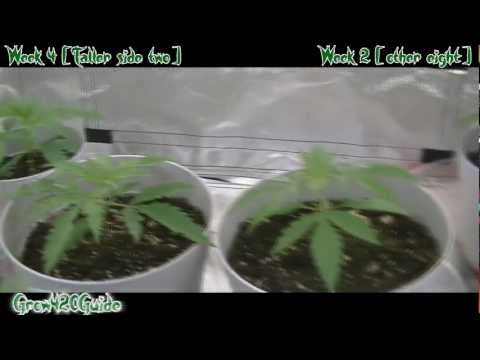 Medical Marijuana week 4 / week 2 (Update)