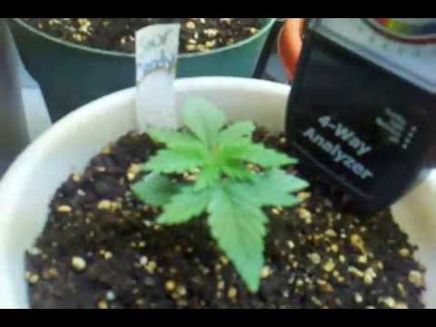 Six different genetics of medicinal marijuana. week 5 from seed.