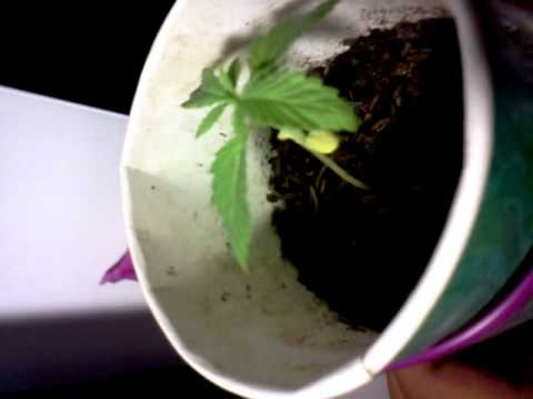 growing weed by window week 2 marijuana plant