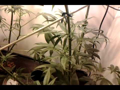 Bending Marijuana Plants, Day 47