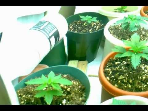 Medicinal Marijuana week5 veg 8bulbT5 24hr light Advanced Nutrients