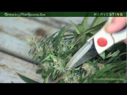 Harvesting - Harvesting Marijuana - When To Harvest Weed Marijuana Growing - 6