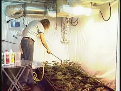 Marijuana-Top Quality Home Growing How to Grow Weed.mpg