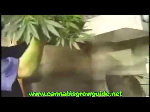 How to Build A Indoor Marijuana Grow Room from Scratch by Mr.Green (Part 8 of 9)