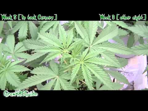 Medical Marijuana indoor grow week 5 (Update)