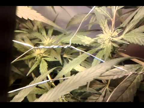 Day 54 Medicinal Marijuana Grow AK47 from seed