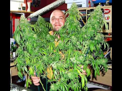 Where to find marijuana seeds-Jack Herer